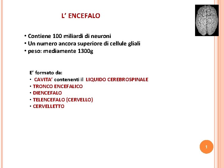 L’ ENCEFALO • Contiene 100 miliardi di neuroni • Un numero ancora superiore di