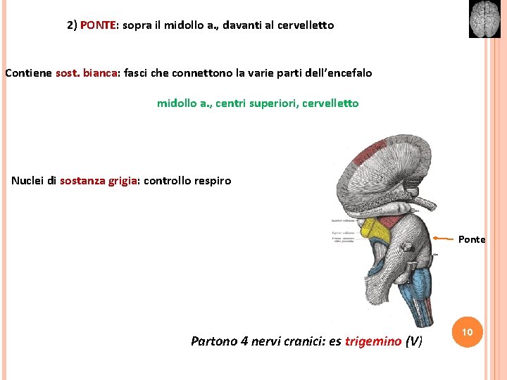 2) PONTE: sopra il midollo a. , davanti al cervelletto Contiene sost. bianca: fasci