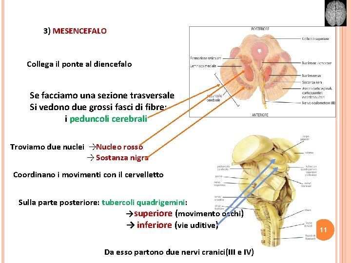 3) MESENCEFALO Collega il ponte al diencefalo Se facciamo una sezione trasversale Si vedono