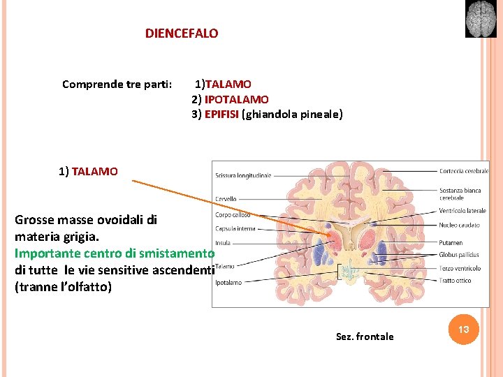 DIENCEFALO Comprende tre parti: 1)TALAMO 2) IPOTALAMO 3) EPIFISI (ghiandola pineale) 1) TALAMO Grosse