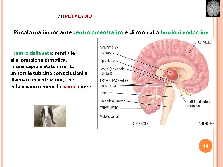 2) IPOTALAMO Piccolo ma importante centro omeostatico e di controllo funzioni endocrine • centro