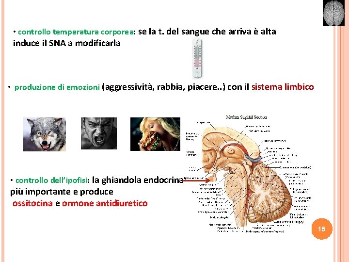  • controllo temperatura corporea: se la t. del sangue che arriva è alta