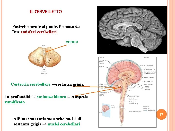 IL CERVELLETTO Posteriormente al ponte, formato da Due emisferi cerebellari verme Corteccia cerebellare →sostanza