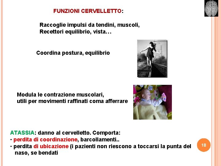 FUNZIONI CERVELLETTO: Raccoglie impulsi da tendini, muscoli, Recettori equilibrio, vista… Coordina postura, equilibrio Modula