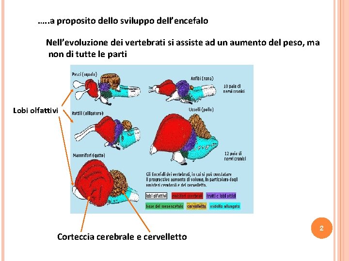 …. . a proposito dello sviluppo dell’encefalo Nell’evoluzione dei vertebrati si assiste ad un