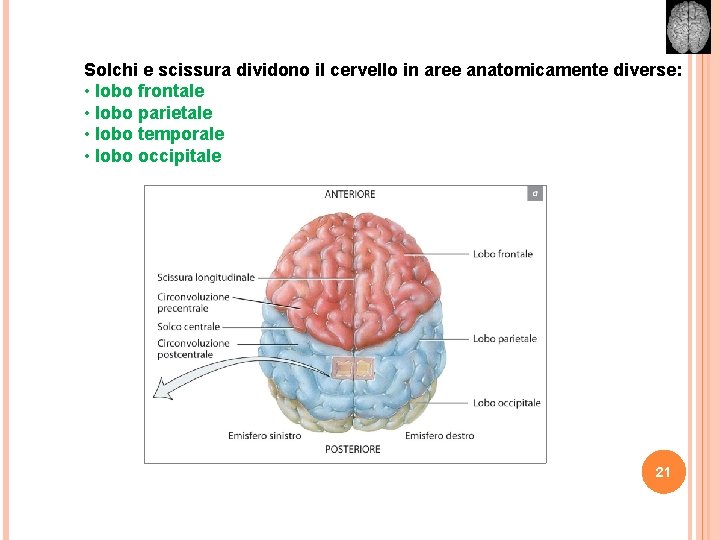 Solchi e scissura dividono il cervello in aree anatomicamente diverse: • lobo frontale •