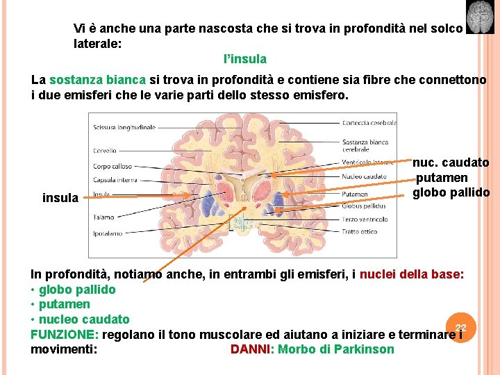 Vi è anche una parte nascosta che si trova in profondità nel solco laterale: