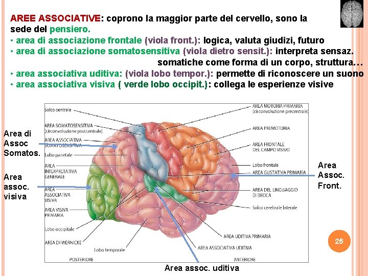 AREE ASSOCIATIVE: coprono la maggior parte del cervello, sono la sede del pensiero. •
