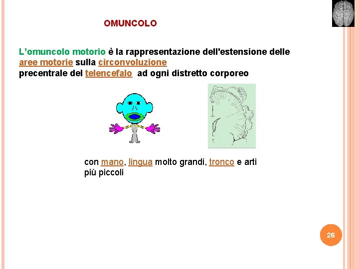 OMUNCOLO L’omuncolo motorio è la rappresentazione dell'estensione delle aree motorie sulla circonvoluzione precentrale del