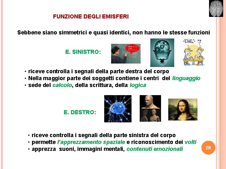 FUNZIONE DEGLI EMISFERI Sebbene siano simmetrici e quasi identici, non hanno le stesse funzioni