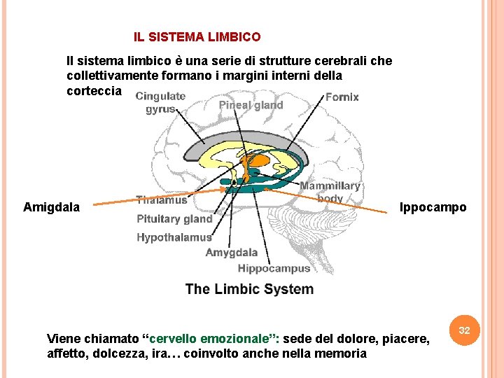 IL SISTEMA LIMBICO Il sistema limbico è una serie di strutture cerebrali che collettivamente