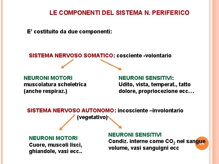 LE COMPONENTI DEL SISTEMA N. PERIFERICO E’ costituito da due componenti: SISTEMA NERVOSO SOMATICO: