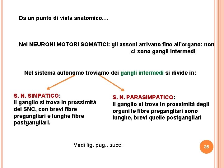 Da un punto di vista anatomico… Nei NEURONI MOTORI SOMATICI: gli assoni arrivano fino