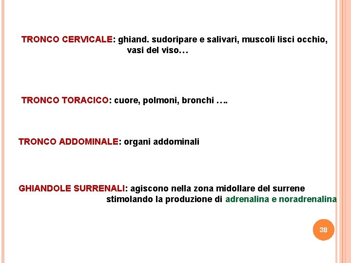 TRONCO CERVICALE: ghiand. sudoripare e salivari, muscoli lisci occhio, vasi del viso… TRONCO TORACICO: