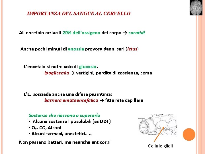 IMPORTANZA DEL SANGUE AL CERVELLO All’encefalo arriva il 20% dell’ossigeno del corpo → carotidi