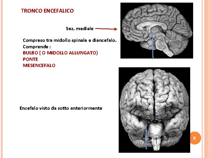 TRONCO ENCEFALICO Sez. mediale Compreso tra midollo spinale e diencefalo. Comprende : BULBO (