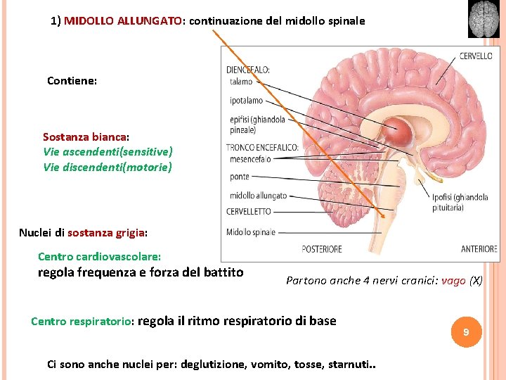 1) MIDOLLO ALLUNGATO: continuazione del midollo spinale Contiene: Sostanza bianca: Vie ascendenti(sensitive) Vie discendenti(motorie)