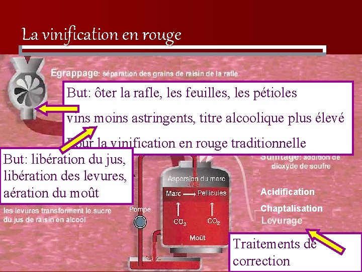 La vinification en rouge But: ôter la rafle, les feuilles, les pétioles vins moins