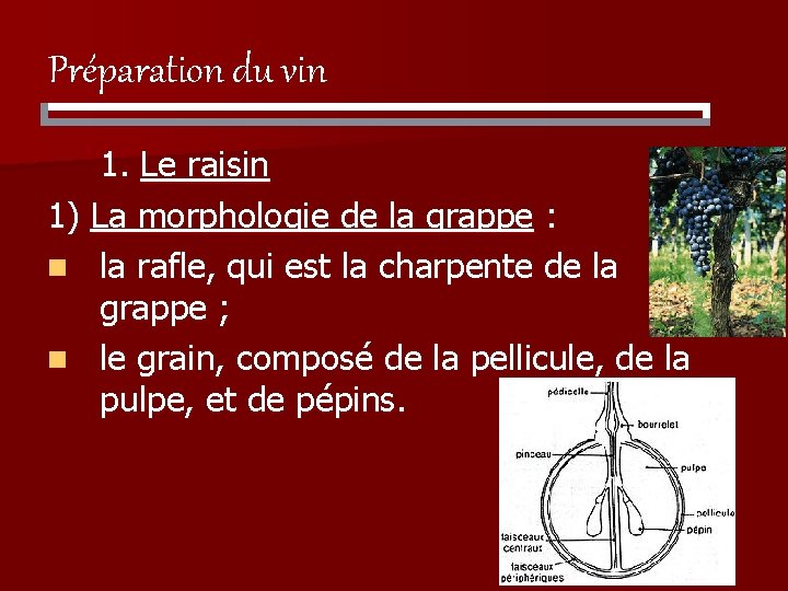 Préparation du vin 1. Le raisin 1) La morphologie de la grappe : n