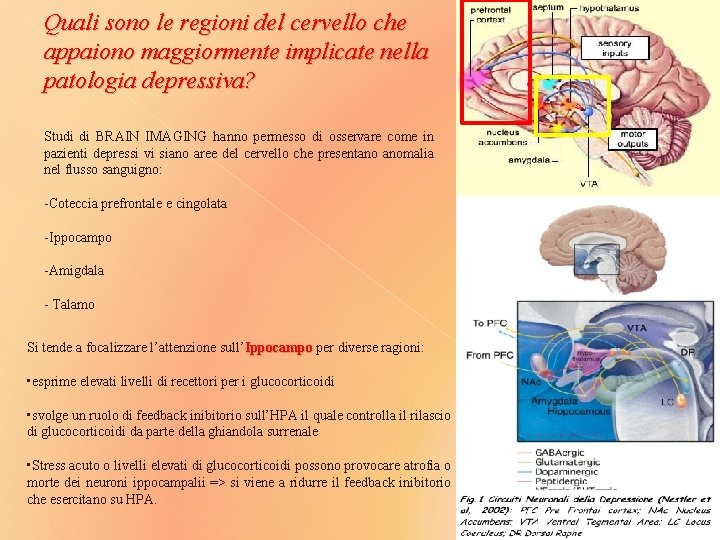Quali sono le regioni del cervello che appaiono maggiormente implicate nella patologia depressiva? Studi