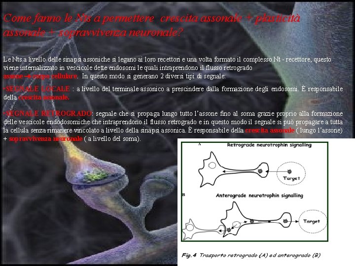 Come fanno le Nts a permettere crescita assonale + plasticità assonale + sopravvivenza neuronale?