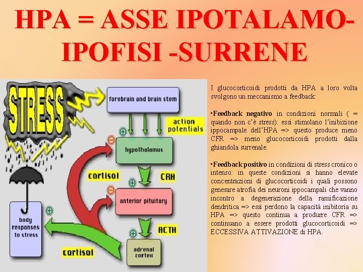 HPA = ASSE IPOTALAMOIPOFISI -SURRENE I glucocorticoidi prodotti da HPA a loro volta svolgono
