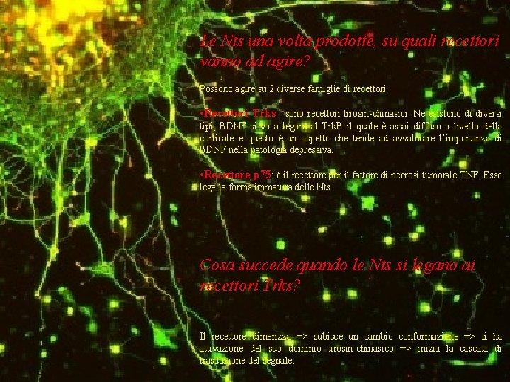 Le Nts una volta prodotte, su quali recettori vanno ad agire? Possono agire su