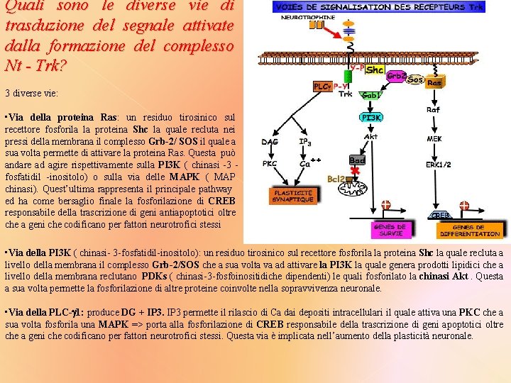 Quali sono le diverse vie di trasduzione del segnale attivate dalla formazione del complesso
