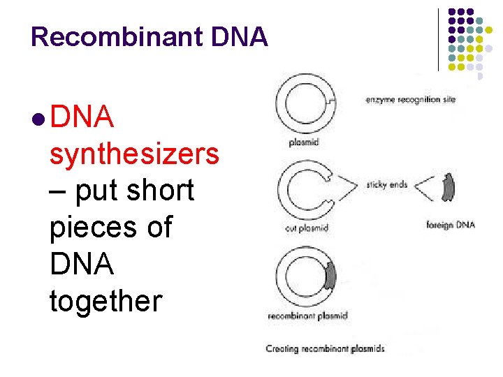 Recombinant DNA l DNA synthesizers – put short pieces of DNA together 