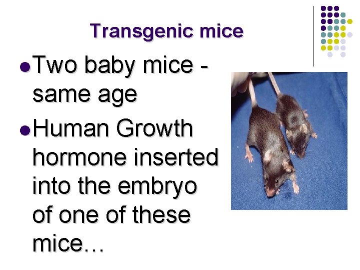 Transgenic mice l Two baby mice same age l Human Growth hormone inserted into