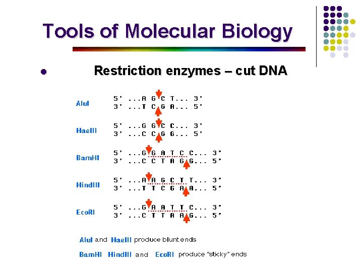 Tools of Molecular Biology l Restriction enzymes – cut DNA 