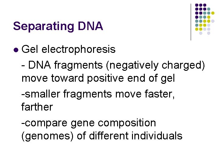 Separating DNA l Gel electrophoresis - DNA fragments (negatively charged) move toward positive end
