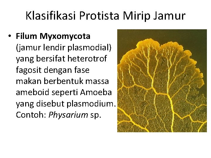 Klasifikasi Protista Mirip Jamur • Filum Myxomycota (jamur lendir plasmodial) yang bersifat heterotrof fagosit