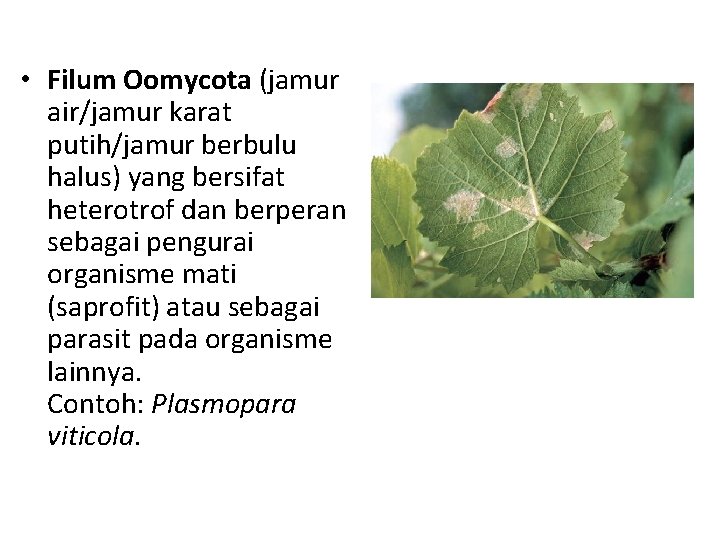 • Filum Oomycota (jamur air/jamur karat putih/jamur berbulu halus) yang bersifat heterotrof dan