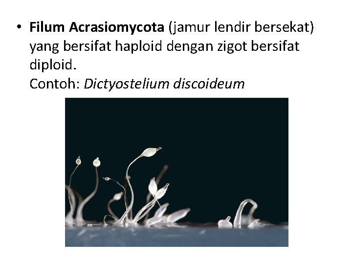  • Filum Acrasiomycota (jamur lendir bersekat) yang bersifat haploid dengan zigot bersifat diploid.