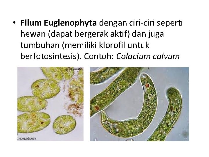  • Filum Euglenophyta dengan ciri-ciri seperti hewan (dapat bergerak aktif) dan juga tumbuhan