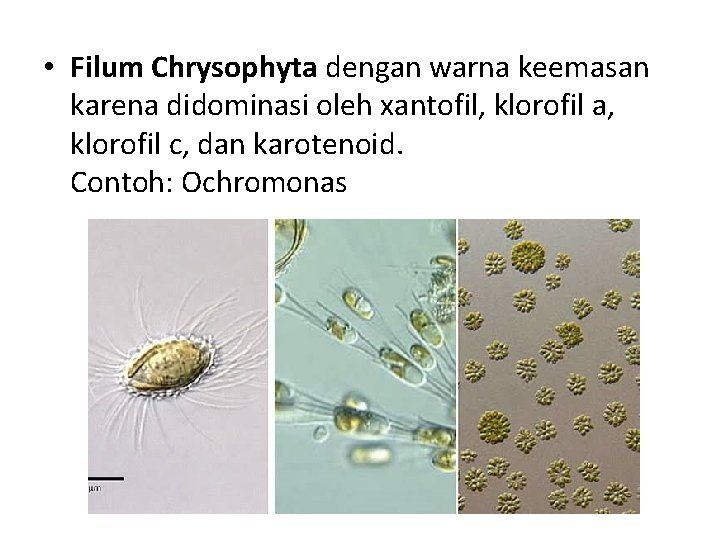  • Filum Chrysophyta dengan warna keemasan karena didominasi oleh xantofil, klorofil a, klorofil