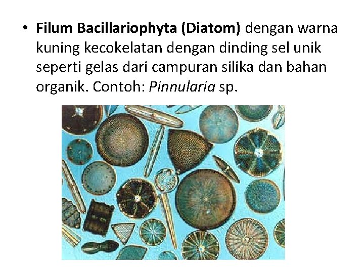  • Filum Bacillariophyta (Diatom) dengan warna kuning kecokelatan dengan dinding sel unik seperti