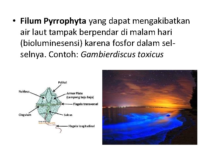  • Filum Pyrrophyta yang dapat mengakibatkan air laut tampak berpendar di malam hari