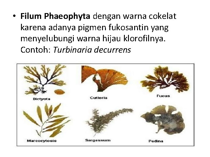  • Filum Phaeophyta dengan warna cokelat karena adanya pigmen fukosantin yang menyelubungi warna