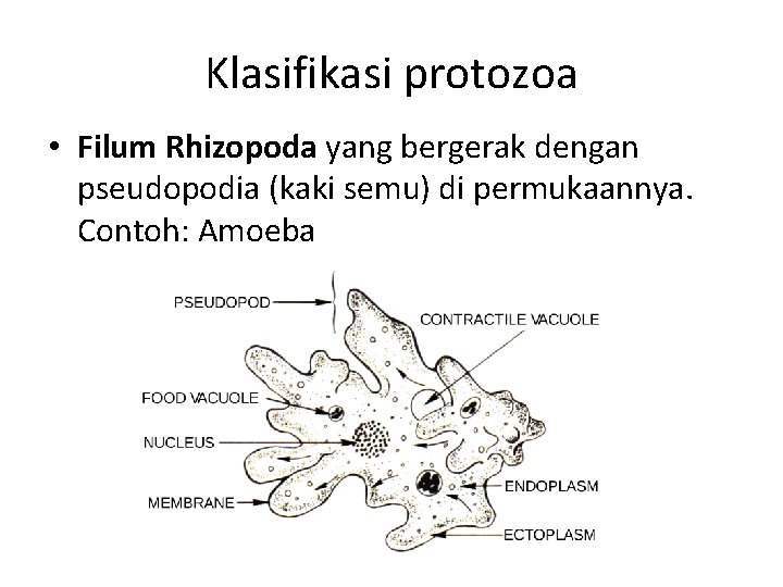 Klasifikasi protozoa • Filum Rhizopoda yang bergerak dengan pseudopodia (kaki semu) di permukaannya. Contoh: