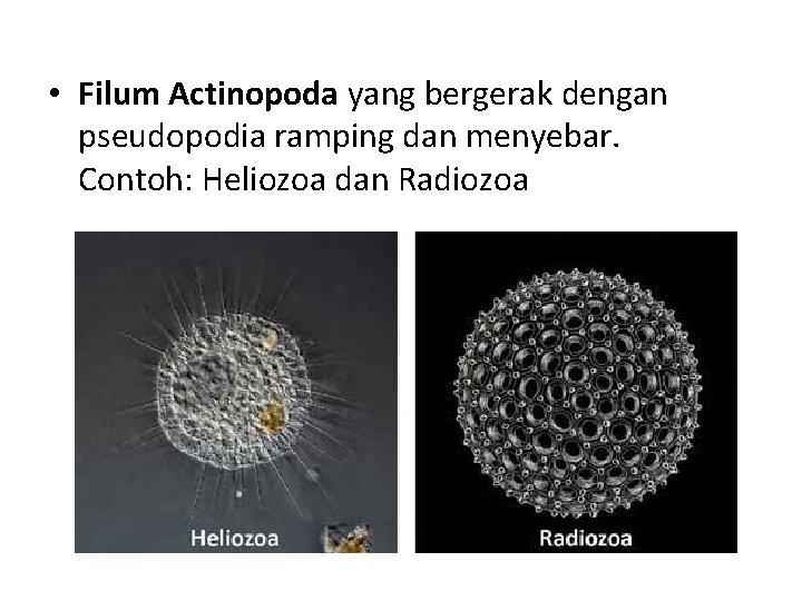  • Filum Actinopoda yang bergerak dengan pseudopodia ramping dan menyebar. Contoh: Heliozoa dan