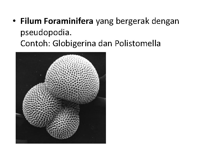  • Filum Foraminifera yang bergerak dengan pseudopodia. Contoh: Globigerina dan Polistomella 