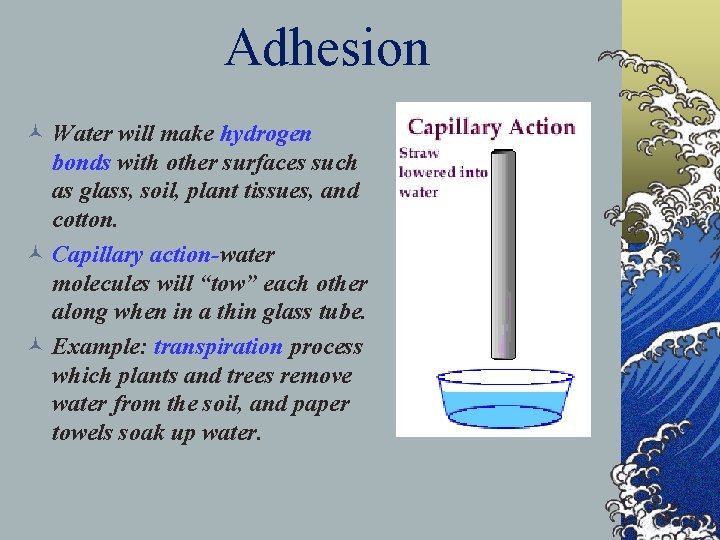 Adhesion © Water will make hydrogen bonds with other surfaces such as glass, soil,