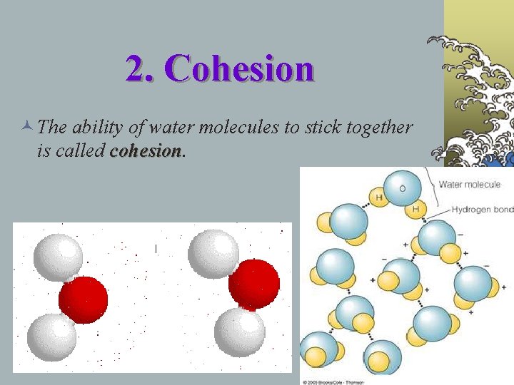 2. Cohesion © The ability of water molecules to stick together is called cohesion