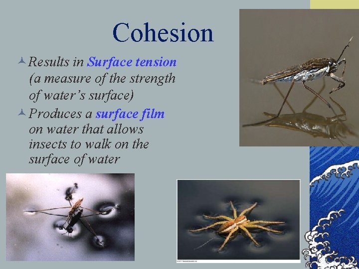 Cohesion © Results in Surface tension (a measure of the strength of water’s surface)