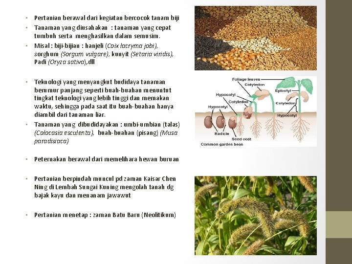  • Pertanian berawal dari kegiatan bercocok tanam biji • Tanaman yang diusahakan :