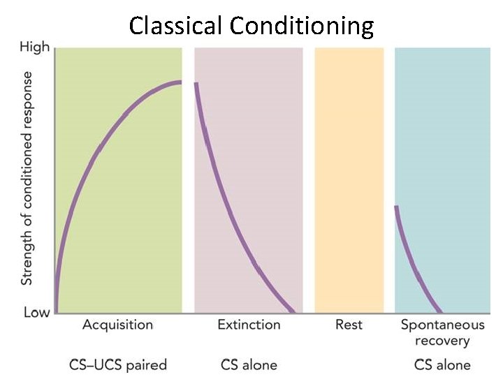 Classical Conditioning • classical conditioning - 