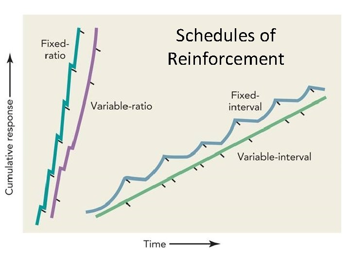 Schedules of Reinforcement 