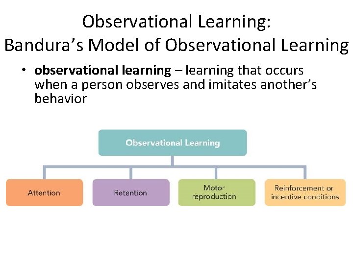 Observational Learning: Bandura’s Model of Observational Learning • observational learning – learning that occurs